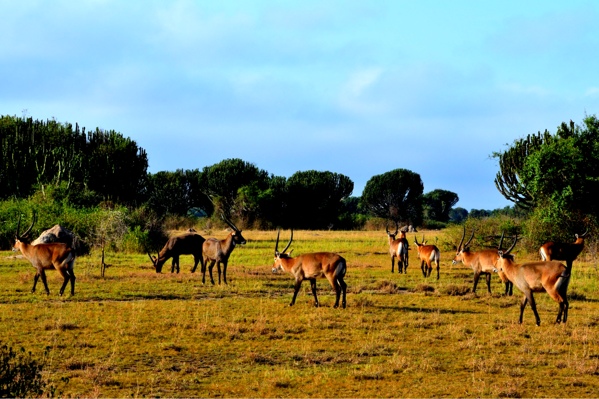 Queen Elizabeth national park, Uganda